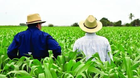 Honduras importa maíz amarillo para industria de productos balanceados y produce maíz blanco para las tortillas.