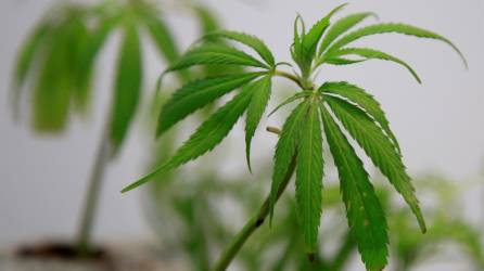 Diputados de partidos conservadores votaron en contra de la iniciativa de aprobarel cannabis