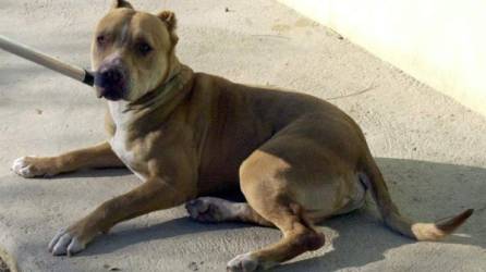 El perro pitbull mató a su dueña de 84 años e hirió al hijo de la señora.