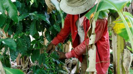 Vista de un hombre en unas plantaciones de café, en una fotografía de archivo.