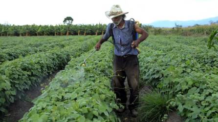 Productores de frijol esperan que en esta siembra de primera obtengan una cosecha de unos 700 mil quintales de frijol.