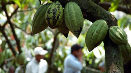 El cacao es un producto que busca hacerse un lugar entre las principales exportaciones agrícolas hondureñas.