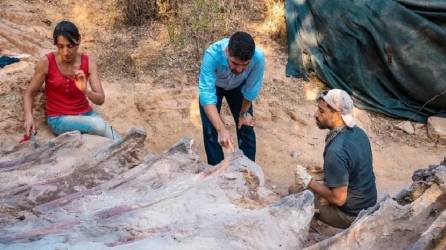 El ejemplar sería de la familia de los braquiosáuridos, compuesto por especies de gran tamaño que vivieron del Jurásico Superior al Cretácico Inferior.