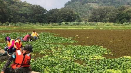 Recientemente, el Gobierno de Honduras ordenó realizar labores de protección al Lago de Yojoa.