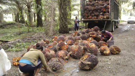 En el sector de La Fragua en El Progreso las mayores plantaciones son de palma africana.
