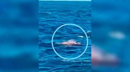 Testigos captaron en video el momento en que un gigantesco tiburón atacó a una persona que nadaba en una playa en Sídney.
