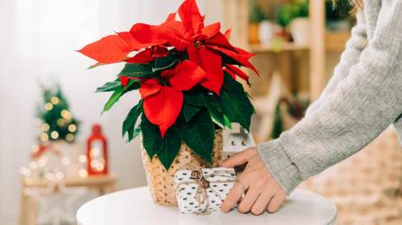 Las pascuas son las plantas más populares de la temporada navideña.