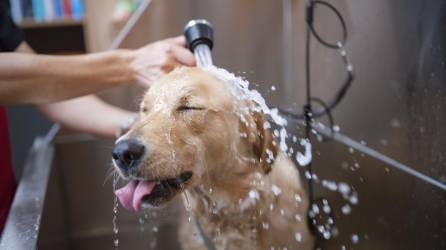 Bañe a sus perros una vez a la semana o cada 15 días.