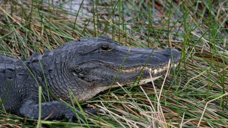 Fotografía de archivo de una especie de caimán tomando el sol en Florida, EEUU.