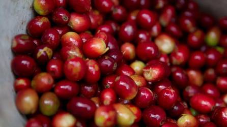 El crecimiento de las exportaciones de café de Honduras obedece en parte a la disponibilidad de grano de la cosecha 2020-2021.