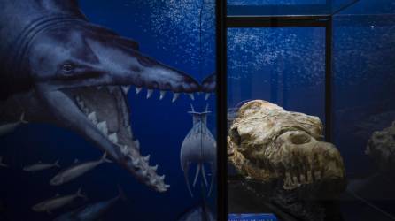 Los restos fósiles del cráneo de un Basilosaurio encontrados en Ocucaje, Perú, son exhibidos por paleontólogos en un museo en Lima, el 17 de marzo de 2022. (Foto de ERNESTO BENAVIDES / AFP)