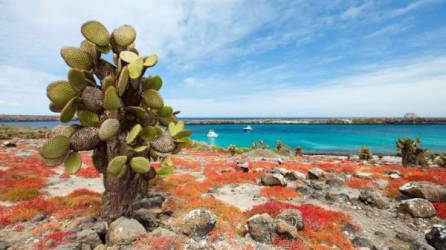 Las islas galápagosLas islas Galapagos son el hogar de 9.000 especies distintas.