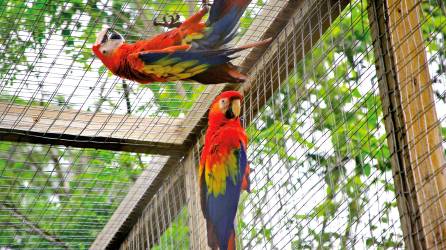 La liberación será en el centro de convenciones Marina Copán y el acceso es gratuito. Las guacamayas se encuentran ahí en una jaula. <b> Fotos: Moisés Valenzuela.</b>