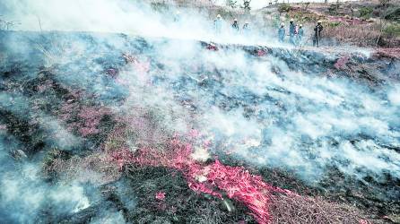 En el país hay 25,526 hectáreas de bosque quemadas por los incendios. Foto: EFE