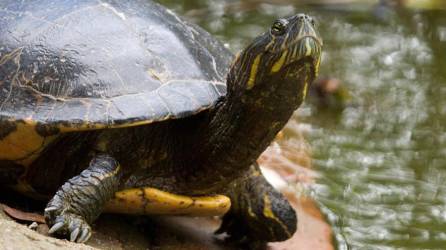 En Florida está prohibido tanto la recolección como la venta de tortugas de agua dulce capturadas en la naturaleza
