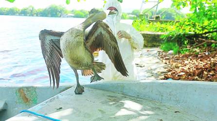 En Puerto Cortés y La Ceiba se han reportado 98 pelícanos muertos por la influenza aviar.