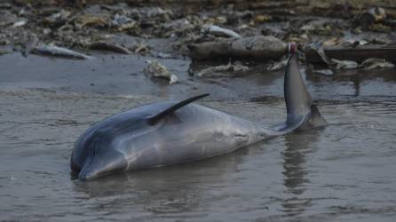 Uno de los 120 delfines que aparecieron muertos en el río Tefé, en la Amazonía (Brasil).
