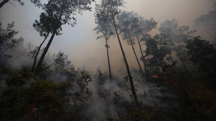 Un incendio de grandes proporciones movilizó a 40 elementos del Cuerpo de Bomberos de Honduras junto con cuatro unidades y personal de la Fuerza Aérea el lunes en la zona de amortiguamiento de la zona protegida del Parque Nacional montaña La Tigra en el municipio del Distrito Central.