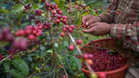 La caficultura nacional es que el 54% de las exportaciones del grano aromático es café diferenciado por calidad o por tipo de certificación.
