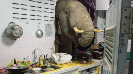 Las imágenes de un elefante en la cocina de una familia tailandesa se viralizaron en redes./AFP.