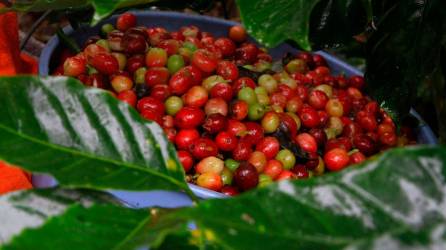 Etapa. La temporada de café inicia cada 1 de octubre que se celebra el Día del Caficultor. Foto: Franklyn Muñoz.