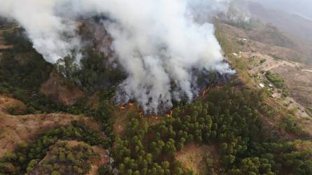 Los daños en el bosque de La Tigra por el fuego.