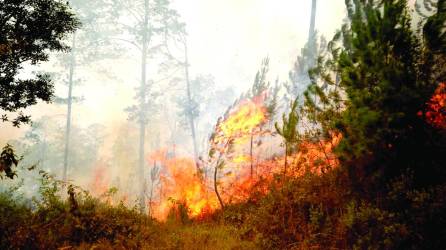<b>Por más de 24 horas se extendió incendio forestal</b>