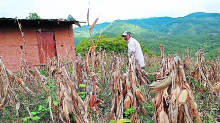 La falta de lluvias y la carencia de sistemas de riego afecta a la producción de granos básicos.