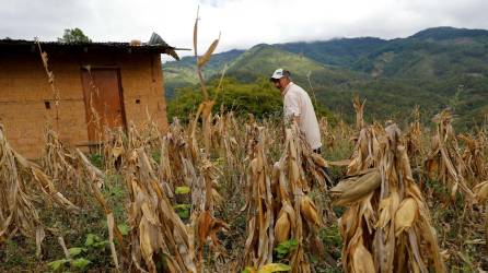 Un campesino camina por la milpa de maíz afectada por falta de lluvia, en el cerro La Mora en el Municipio de Santa Lucia, del departamento de Francisco Morazán.