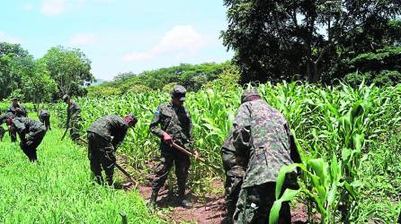 Foto de plantación de maíz del Noveno Batallón de Infantería, ubicado en el valle de Jamastrán, departamento de El Paraíso. Foto: archivo.