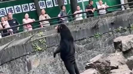 Video: Sospechan que oso de zoológico de China es un humano disfrazado