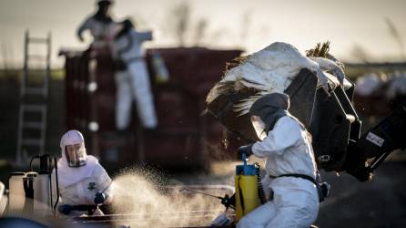 La transmisión de la gripe aviar de las aves a los seres humanos es poco común, dijeron autoridades sanitarias de Reino Unido.