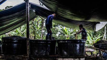Expertos atribuyen la caída de la economía de la coca en Colombia al auge de los opiáceos sintéticos como el fentanilo, la sobreproducción y golpes a los carteles.