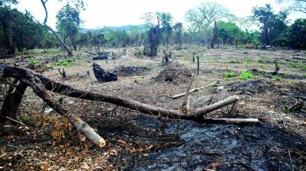 Así quedó el predio que fue invadido por 32 días en el acuífero de Sunseri, hubo tala y daño a la capa vegetal que será reflejado en el informe.