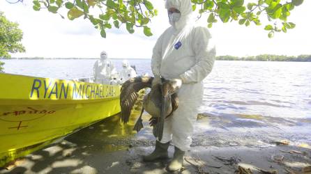 Equipos de Senasa recorrieron ayer la Laguna de Alvarado en Puerto Cortés, en donde encontraron pelícanos aún con vida, pero contagiados por influenza aviar. FOTOS: MOISÉS VALENZUELA.