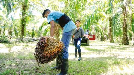 La economía de Colón depende de la producción de aceite de palma, cítricos, granos y turismo.