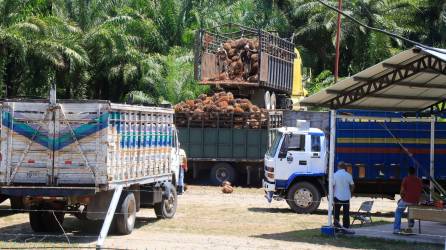 La industria de la palma aceitera pierde varios centenares de millones de lempiras al año por las invasiones de 4 fincas en Colón.