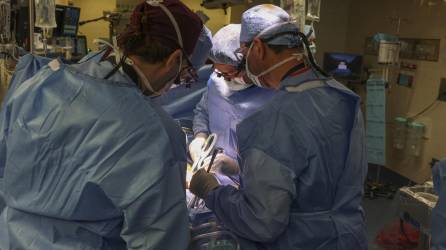 El hospital general de Massachusetts en Boston realizó el primer trasplante de un riñón de cerdo.