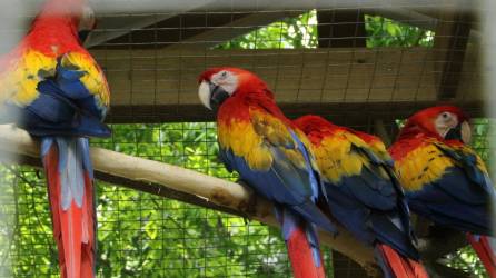 Decenas de Guacamayas Rojas permanecen en los aviarios del parque de aves y reserva natural Macaw Mountain en Copan Ruinas