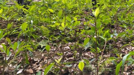 La plantación abarcaba unas ocho manzanas de terreno, informaron las autoridades que ejecutaron el operativo en La Masica, Atlántida.