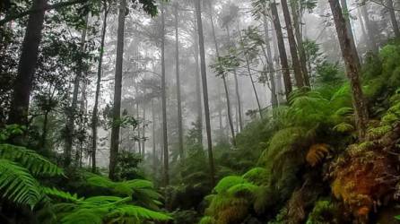 En este lugar se puede hacer aviturismo, observar escarabajos, árboles inmensos y helechos que existen desde hace muchas eras.