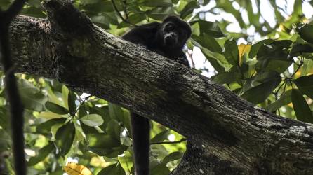 Decenas de monos aulladores han muerto en el sur de México en los últimos días.