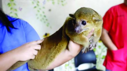 <b>Un perro de monte, o conocido también como mico león, rescatado por Funapa.</b>