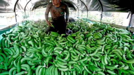 Los expertos recomiendan asegurar la higiene de quienes están en las fincas. Foto: Efe