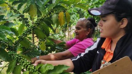 Mujeres recolectan café en una finca de Honduras