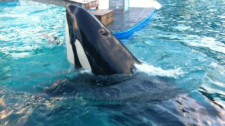 Vista de la orca Lolita durante uno de sus espectáculos en un acuario del Miami Seaquarium en Florida.