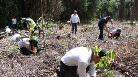 En Cofradía se están sembrando 25 mil plantas de pino.