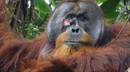 Científicos observaron a un orangután llamado Rakus aplicar hojas masticadas de una planta a una herida en su cara.