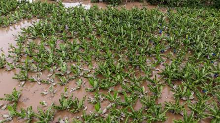 Más de 430 hectáreas de cultivos de banano están anegadas por las inundaciones.