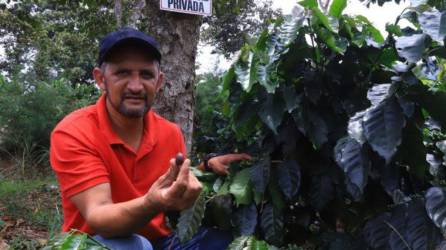 Óscar Edgardo Tinoco recibió a DIARIO LA PRENSA en su finca en Santa Bárbara, donde produce el mejor café de Honduras.